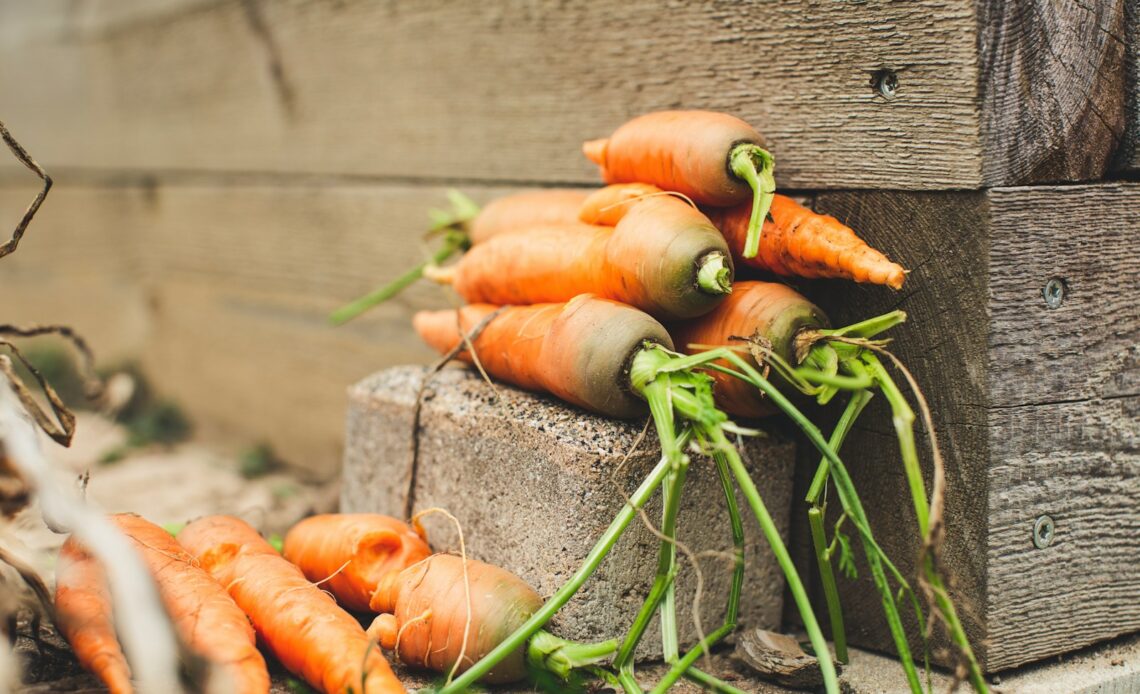 orange carrots on gray wooden plank