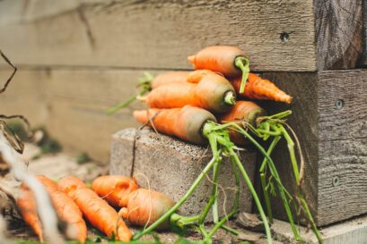 orange carrots on gray wooden plank